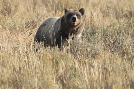 Hiker Attacked by Bear in Wilderness Area Flown to Hospital